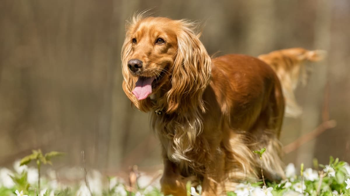 cocker-spaniel-woods-summer