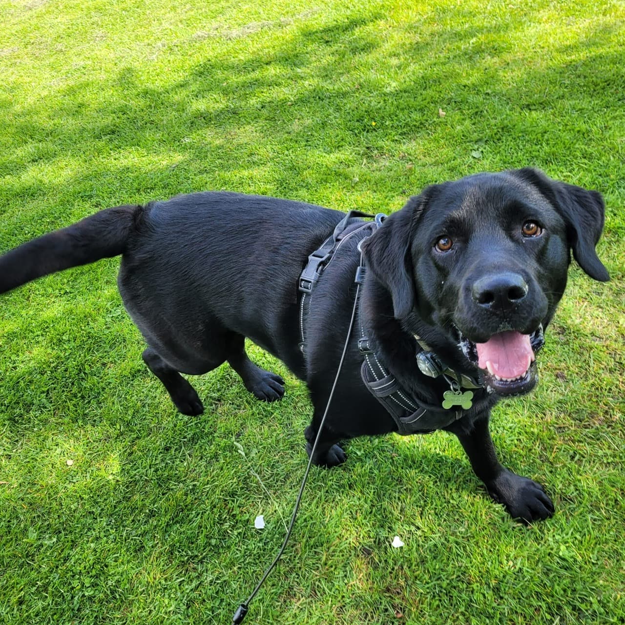Dog Narrowly Escapes Death After Freak Stick Accident – hero