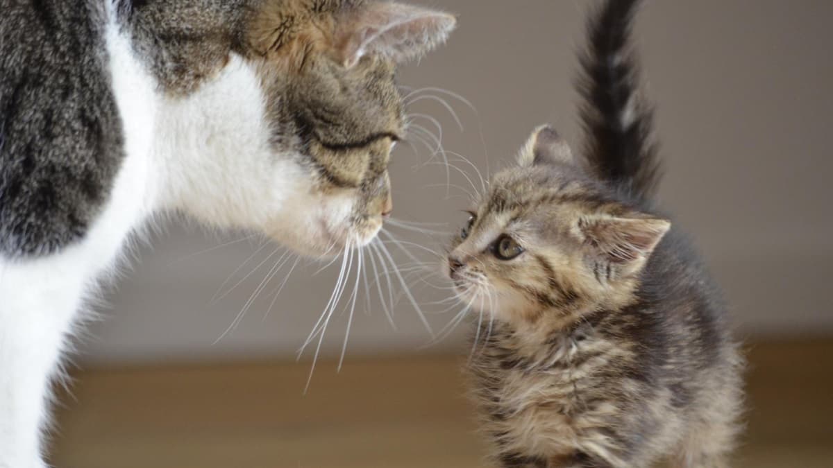 Small tabby kitten curiously looking up at an adult cat indoors