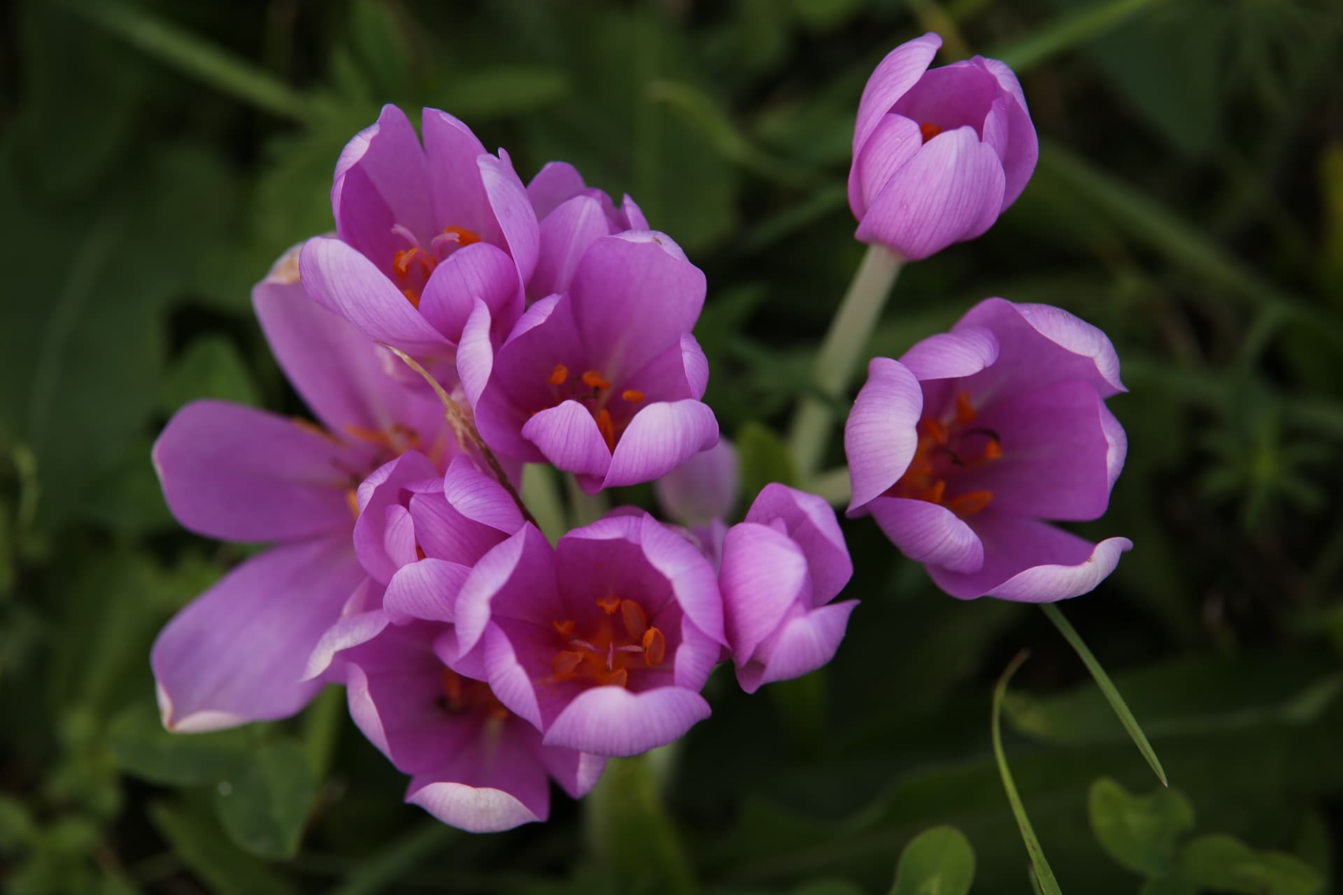 Crocus are toxic to cats and dogs