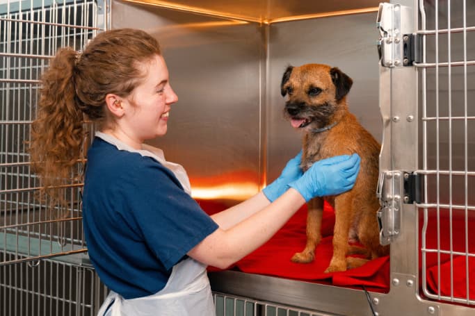 Vet dog cage