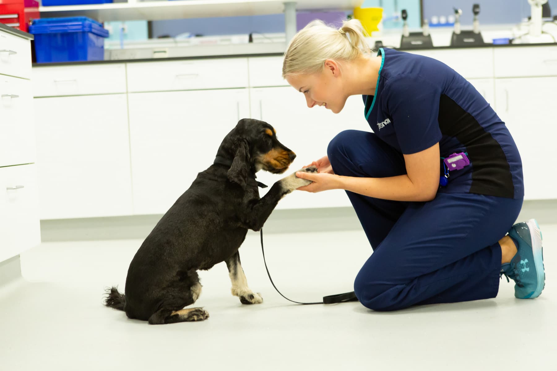 What is poisonous to dogs