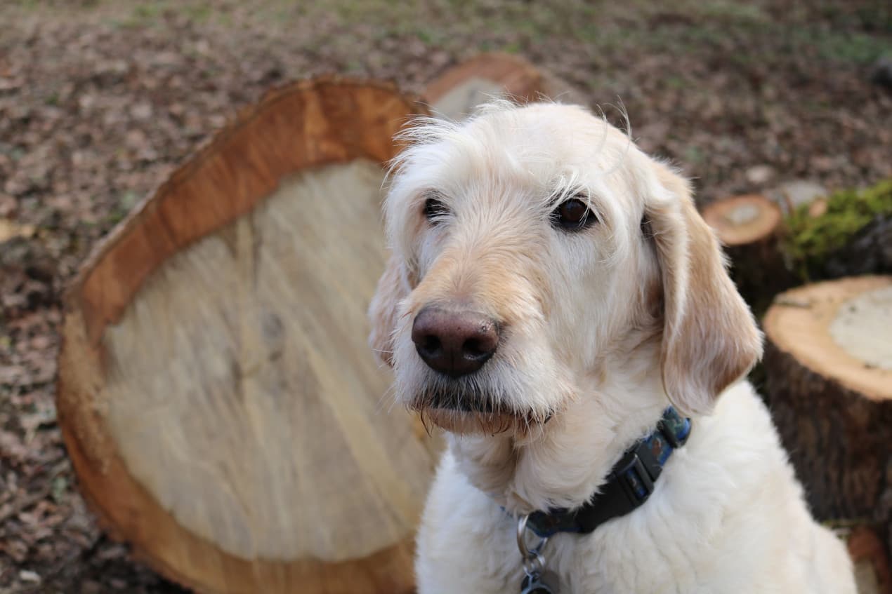 Addisons in dogs - featured