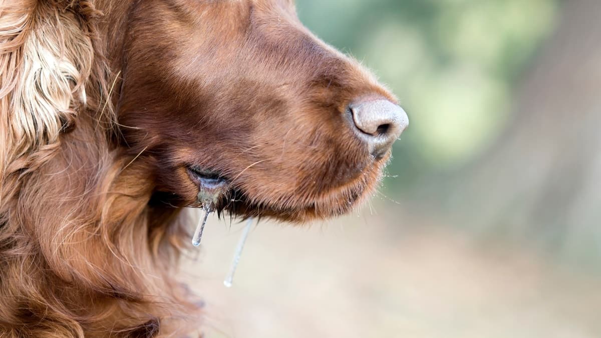 dog_drooling
