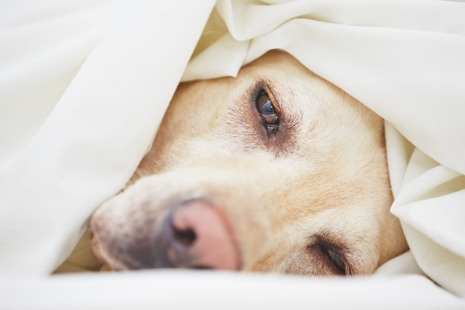 vets-now-dog-sad-1536x1024