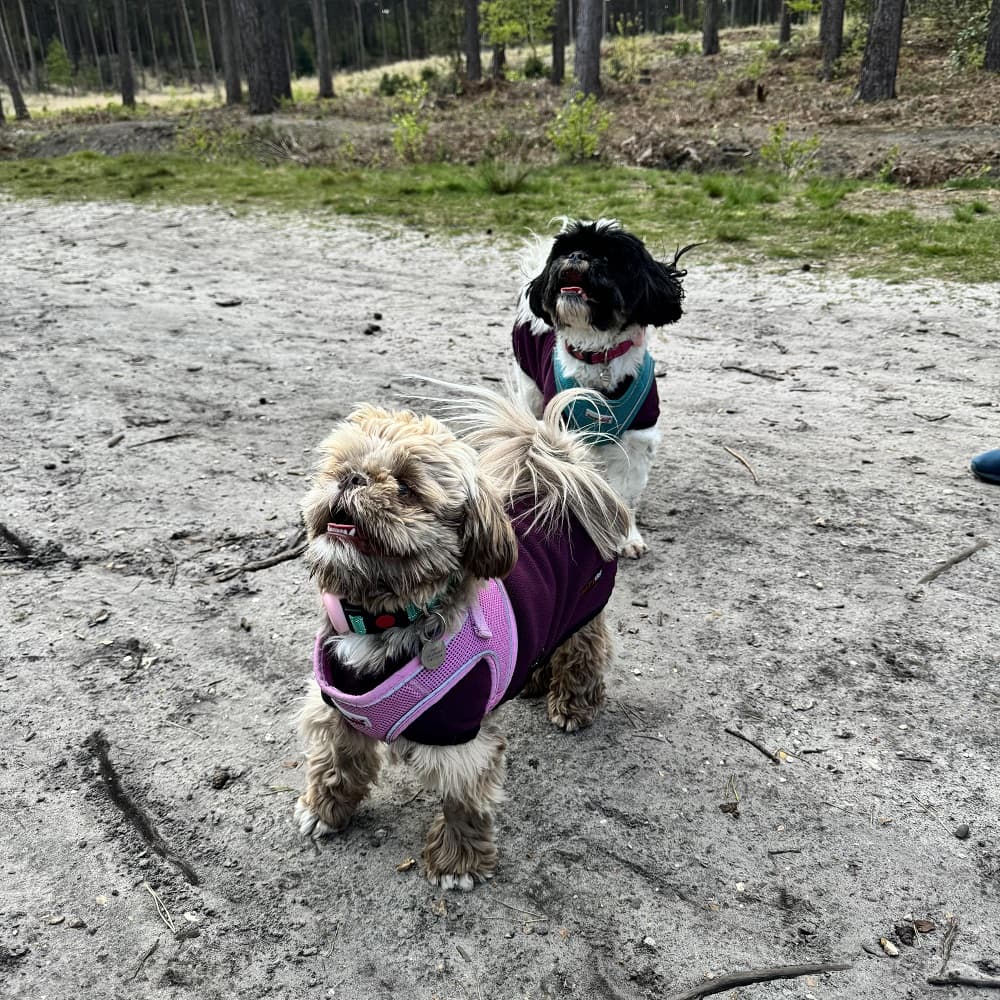 Delayed anaphylaxis in dogs: Maple’s severe sting reaction – body