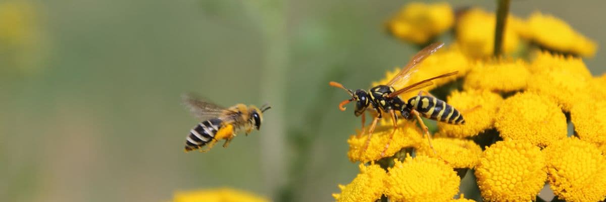 Bee and wasp stings in dogs – hero