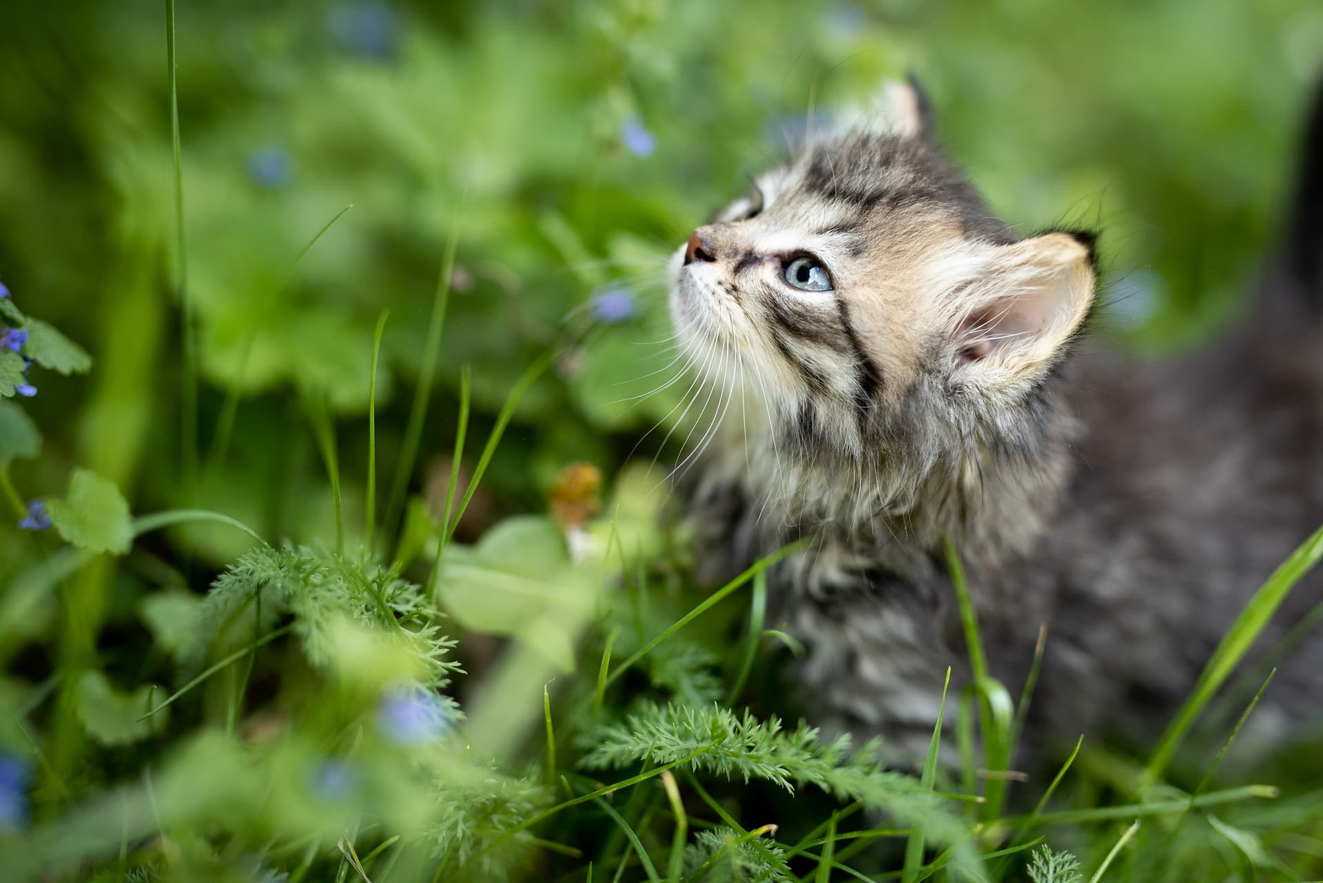 Kitten (body image) - cat castration