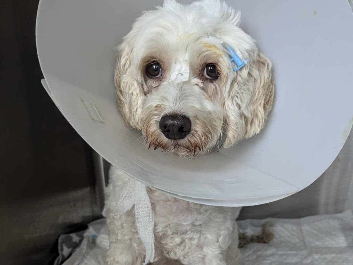 Harry the cockapoo cheats death twice: A miraculous… – hero