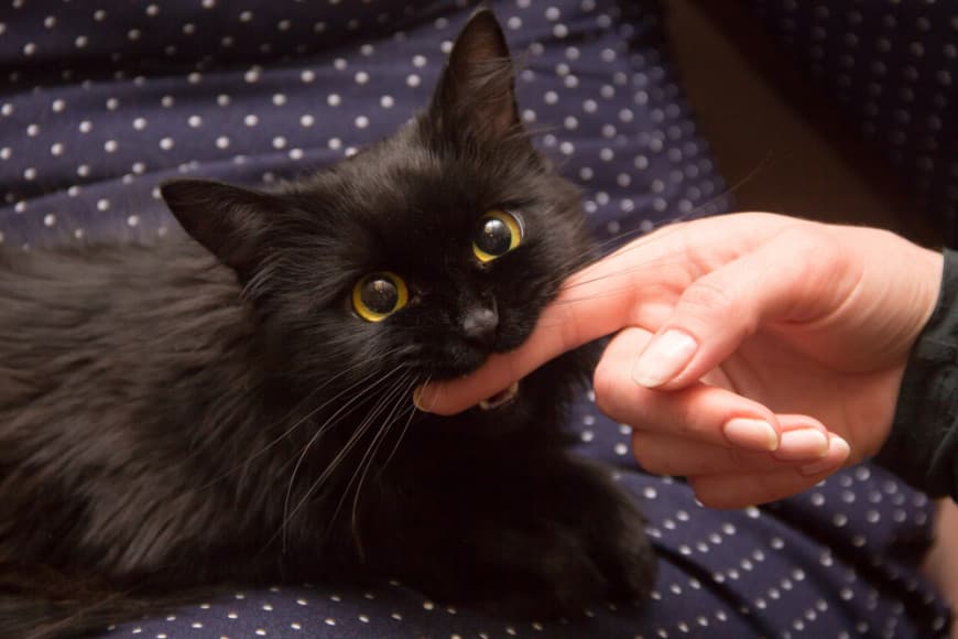 Cat-biting-finger-870x580