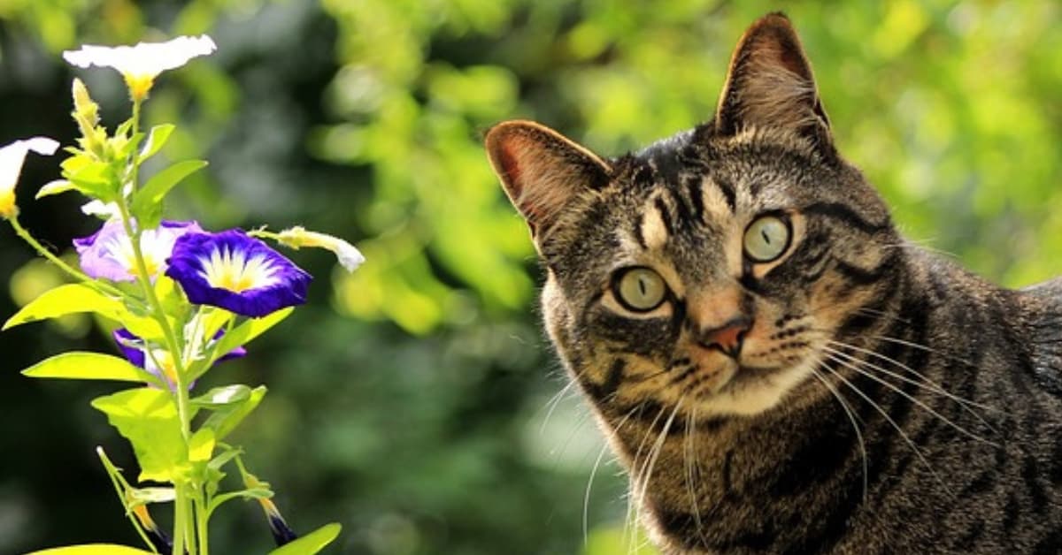 Tabby cat with flowers