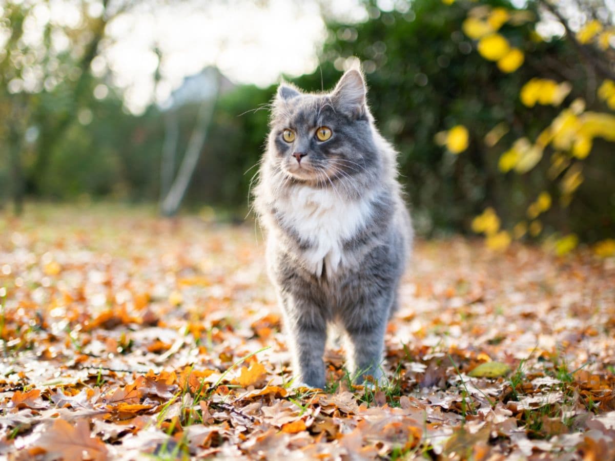 autumn-cat-in-garden_preview