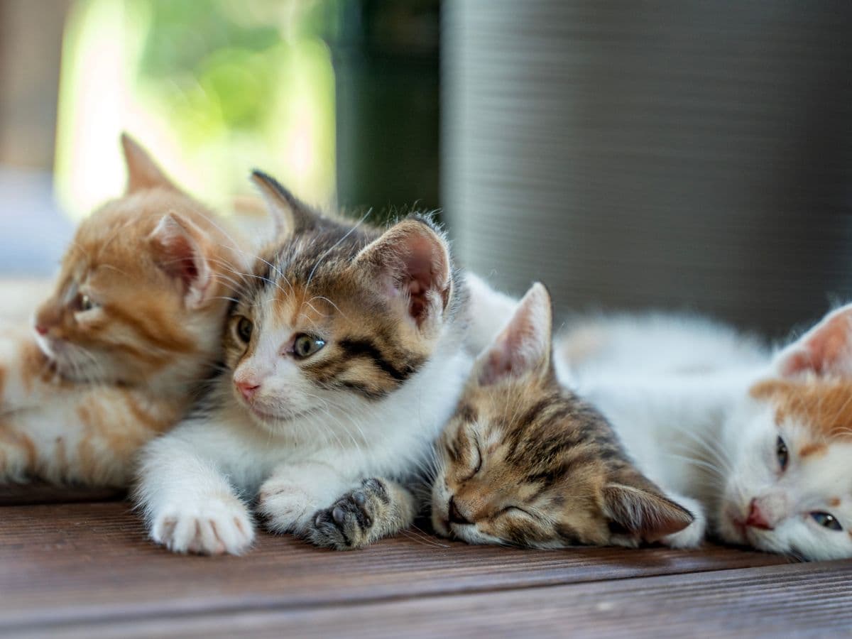 four_kittens