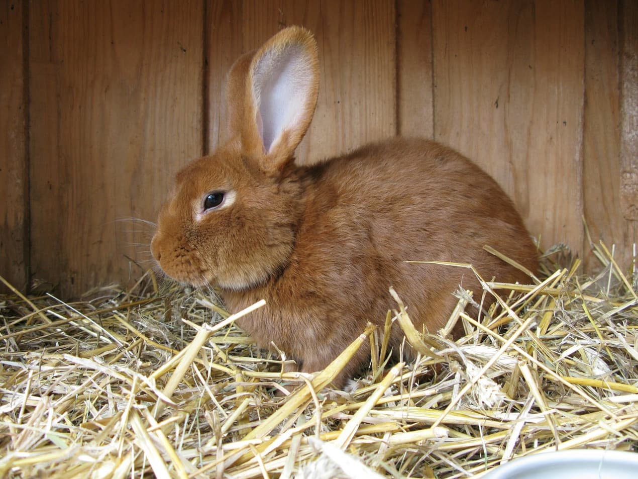 vets-now-rabbit-hutch-1270x953