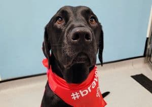 Bella the Labrador’s perforated ulcer and her miraculous… – hero