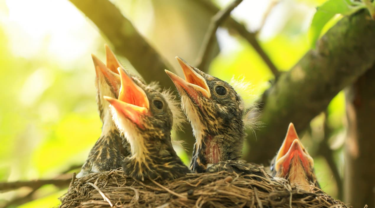 Baby birds in a nest - hero crop