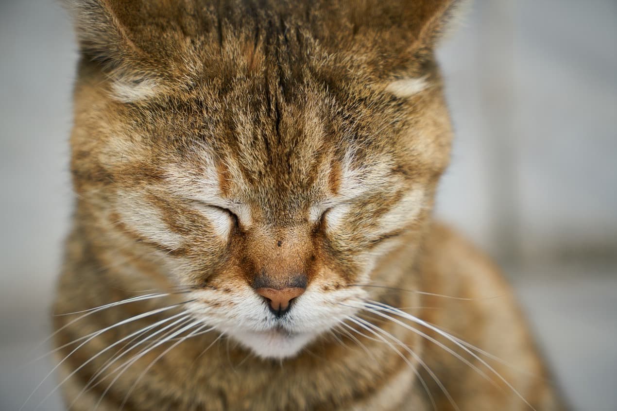 cat-2306705_1280-1270x846