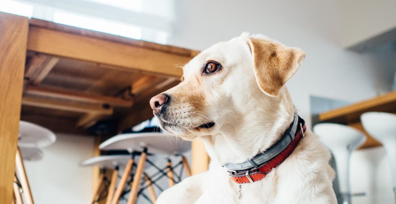Dog not eating - hero