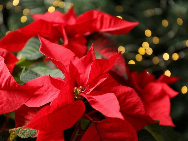 Vivid-Red-Poinsettia-Flower