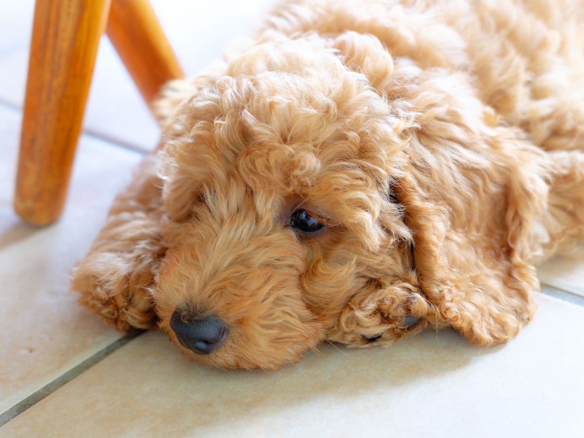 goldendoodle_on_floor