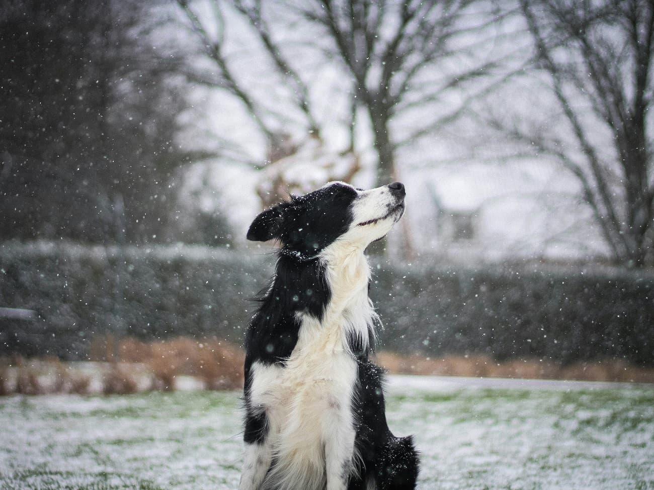 border-collie-snowfall