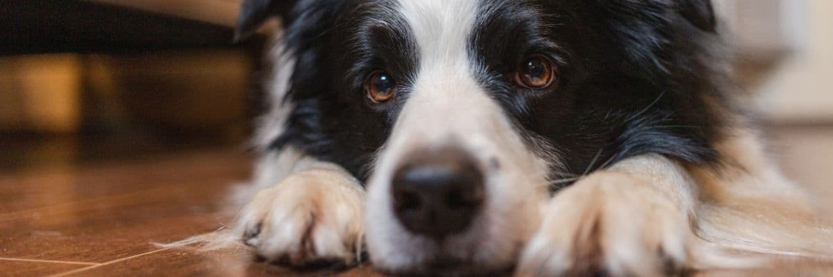 border-collie-lying-down-banner