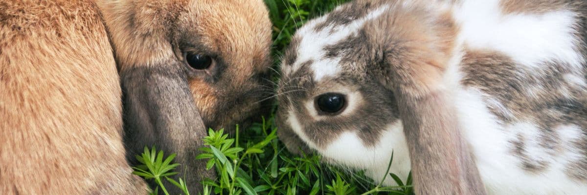 Two rabbits nuzzling
