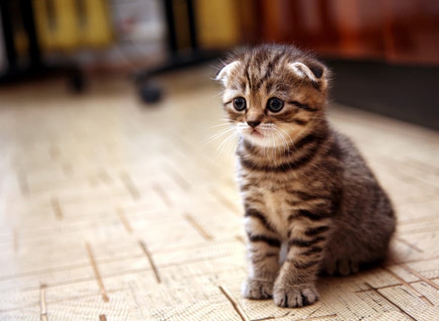 Constipation in cats – hero