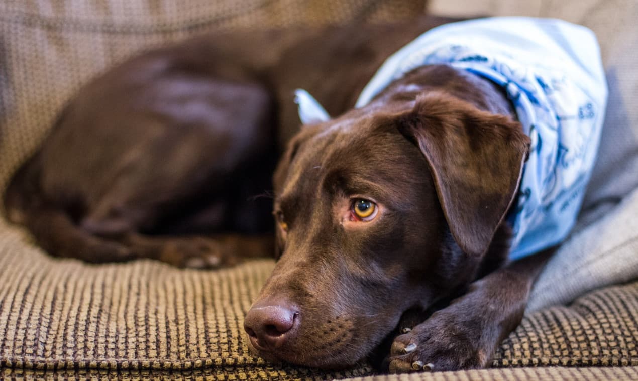 dog-1352272_1920-1270x759