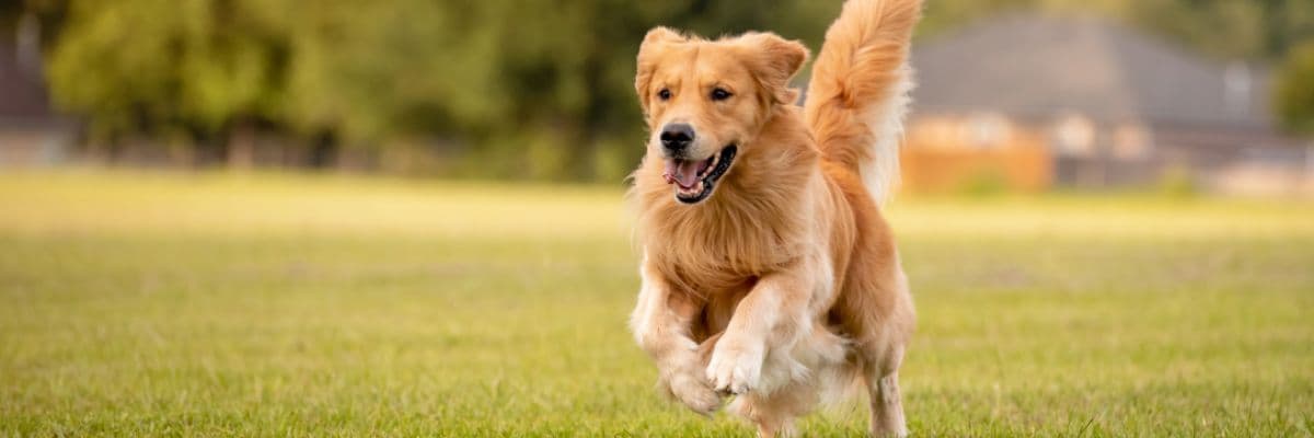 golden-retriever-running-field_banner
