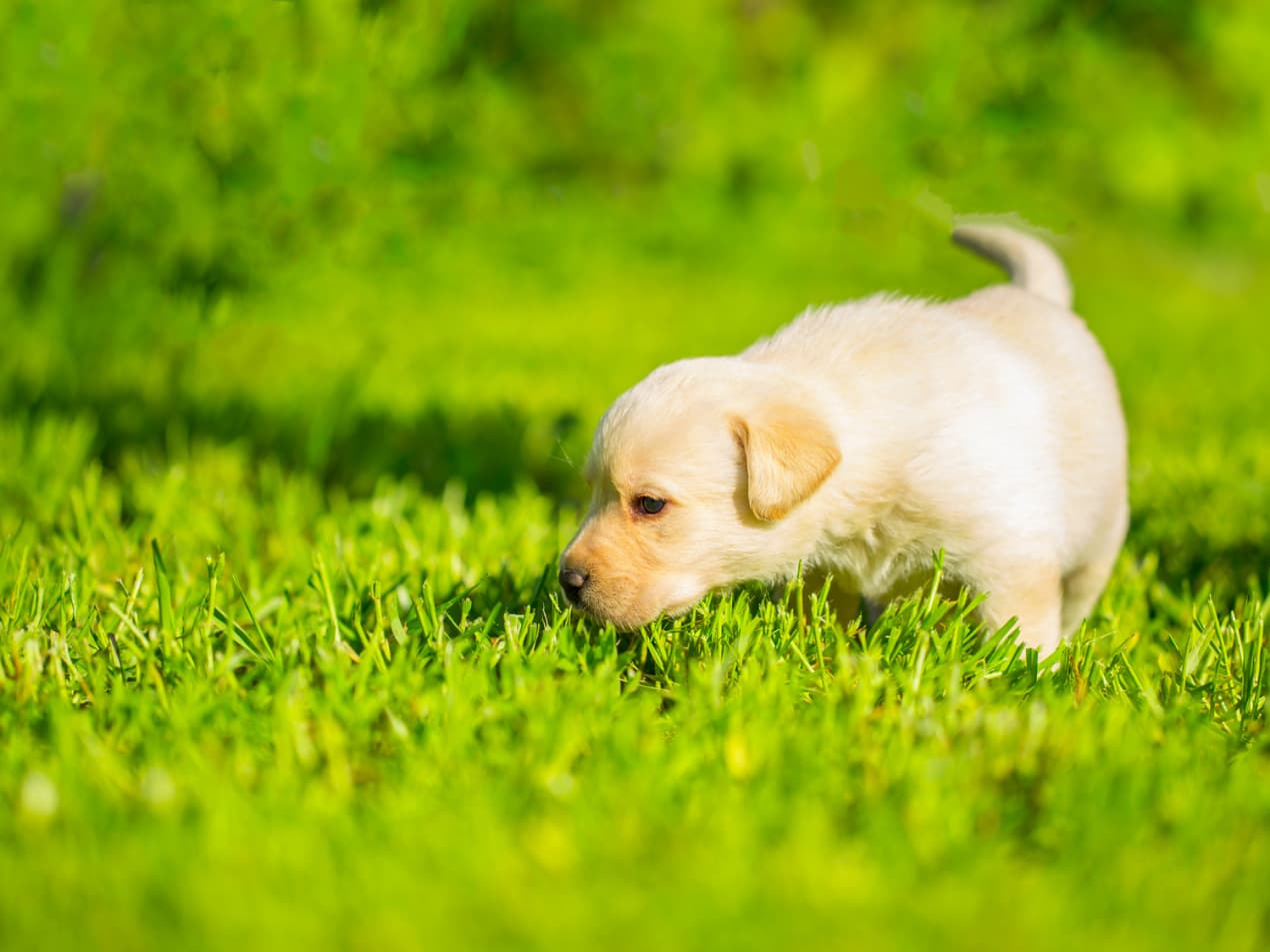 golden-lab-sniffing-1270x953