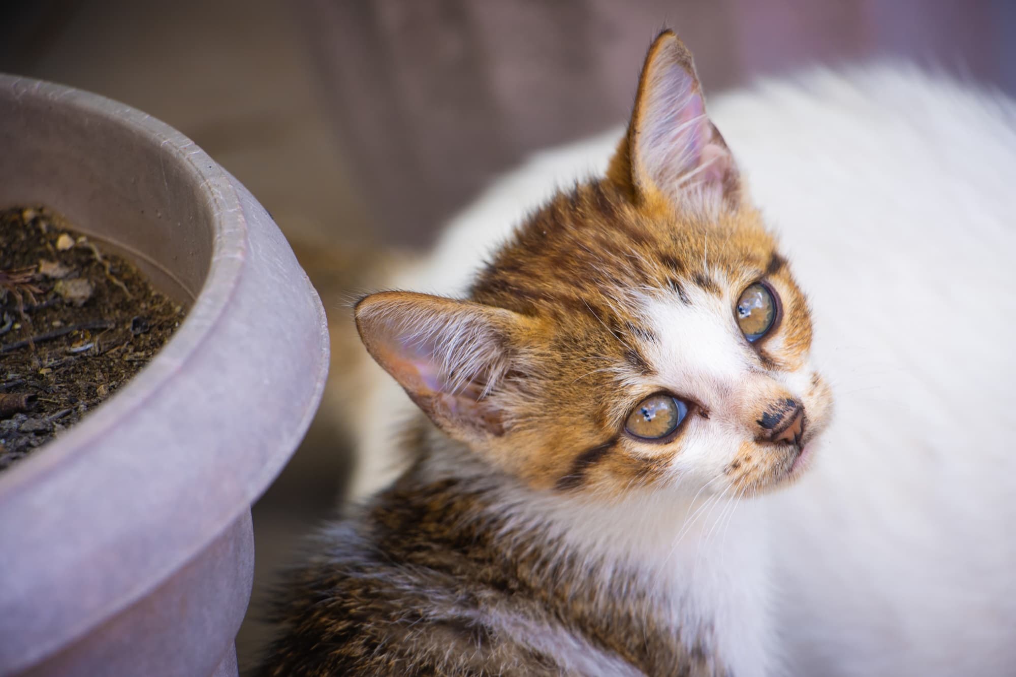 cat-vaccinations