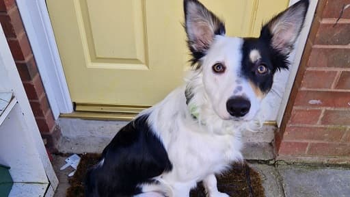 Discover how a doorbell camera and Vets Now saved Cody’s… – hero