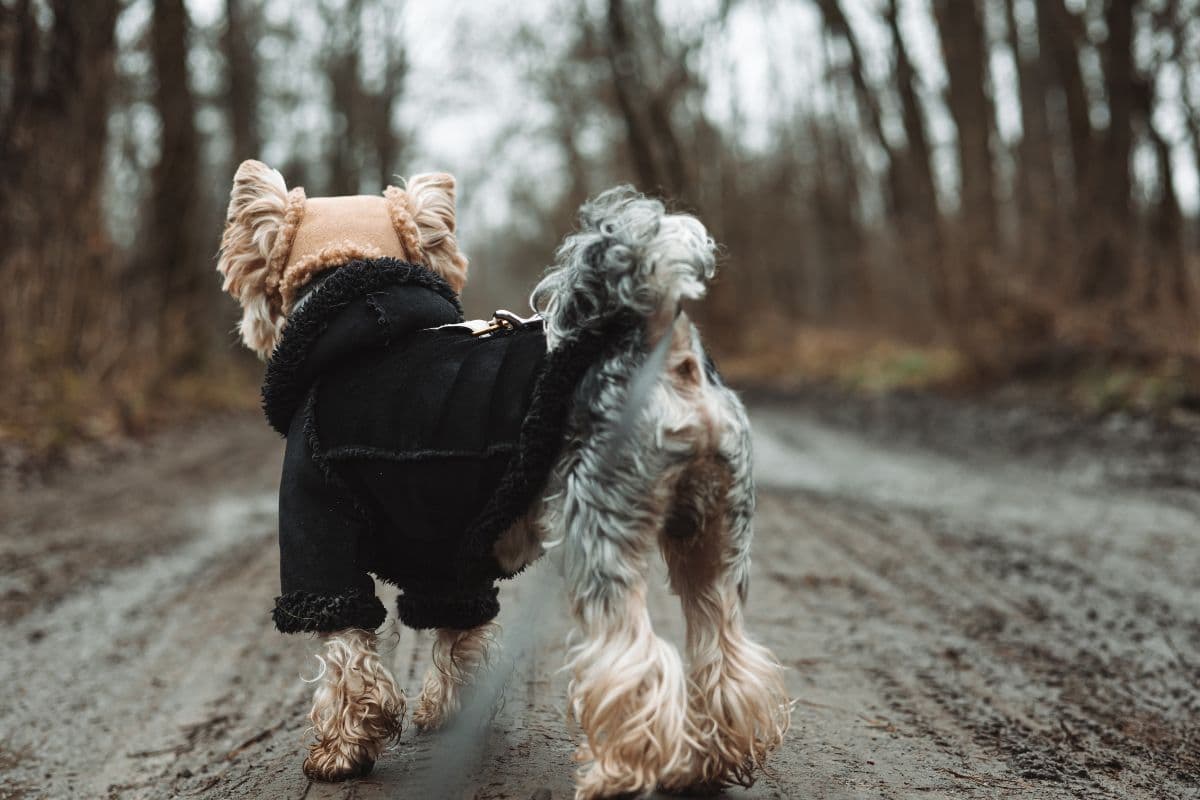 dog-winter-coat