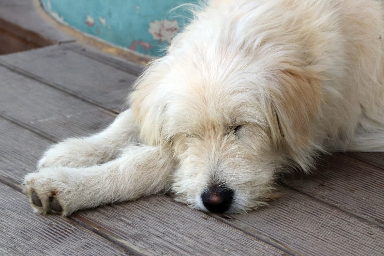 colitis-dogs-1270x847