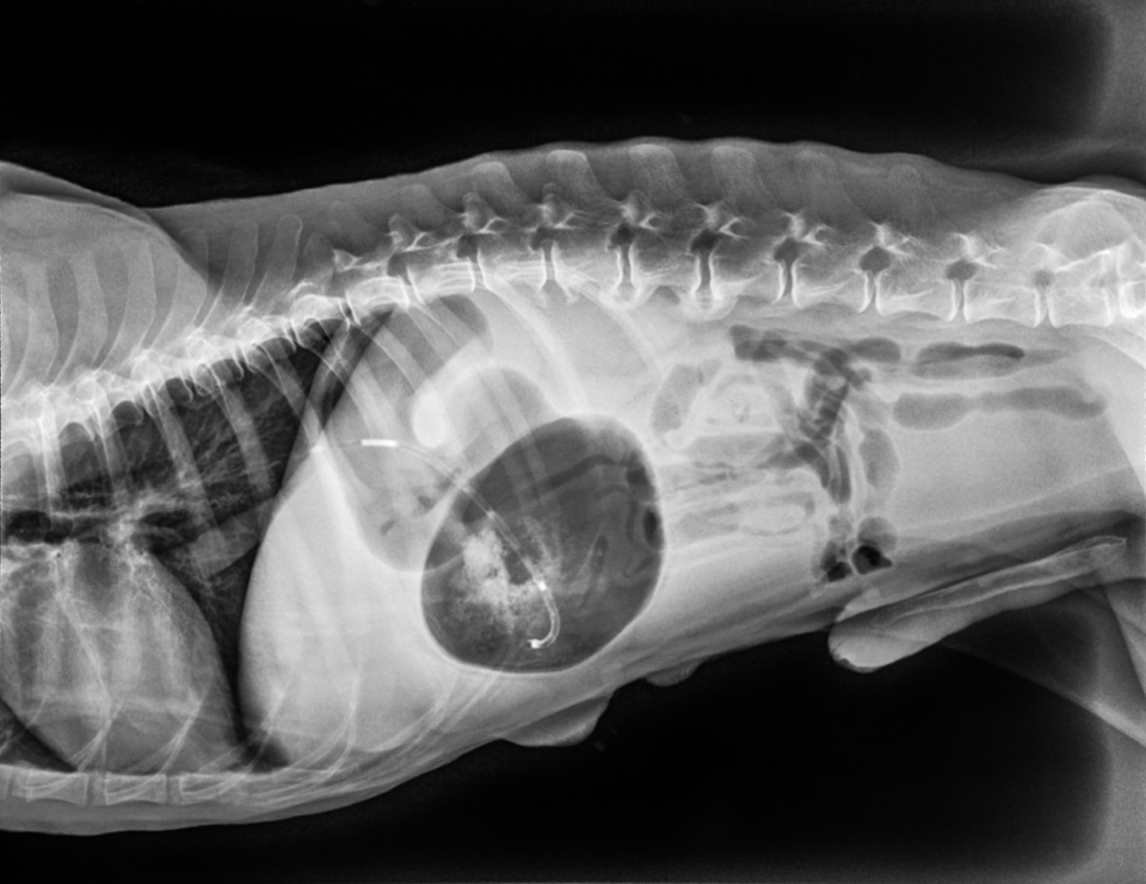 X-ray of GDV in a dog
