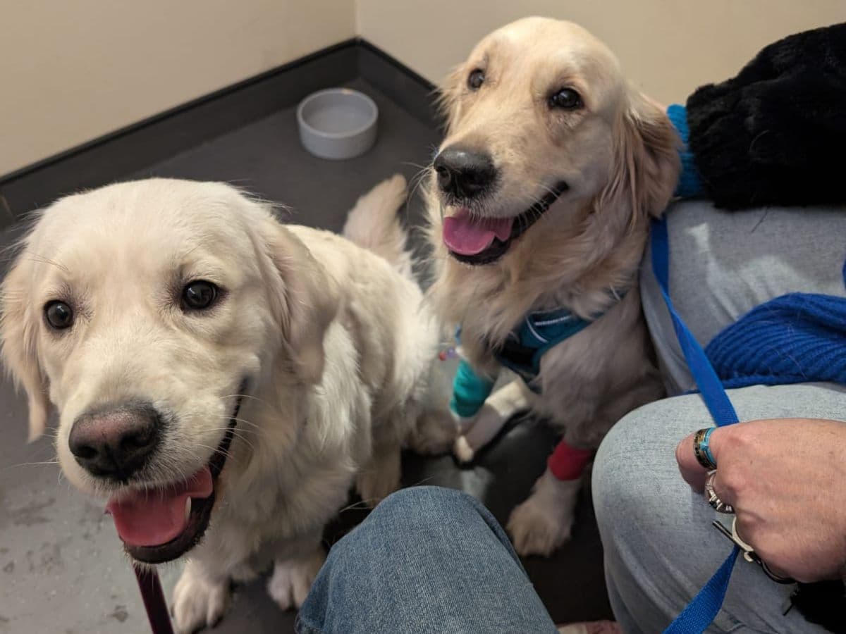 Blaise and Phoenix Rise From the Ashes: Two Dogs Saved… – hero