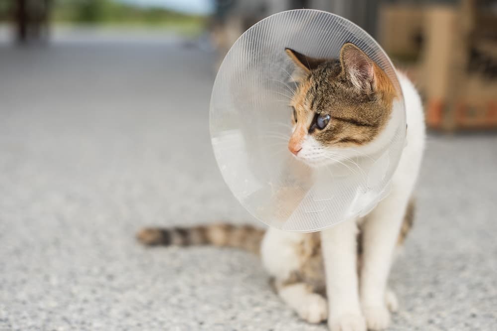Cat-in-an-elizabethan-collar