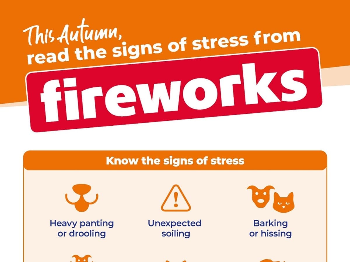 bonfire-night-pet-safety-infographic
