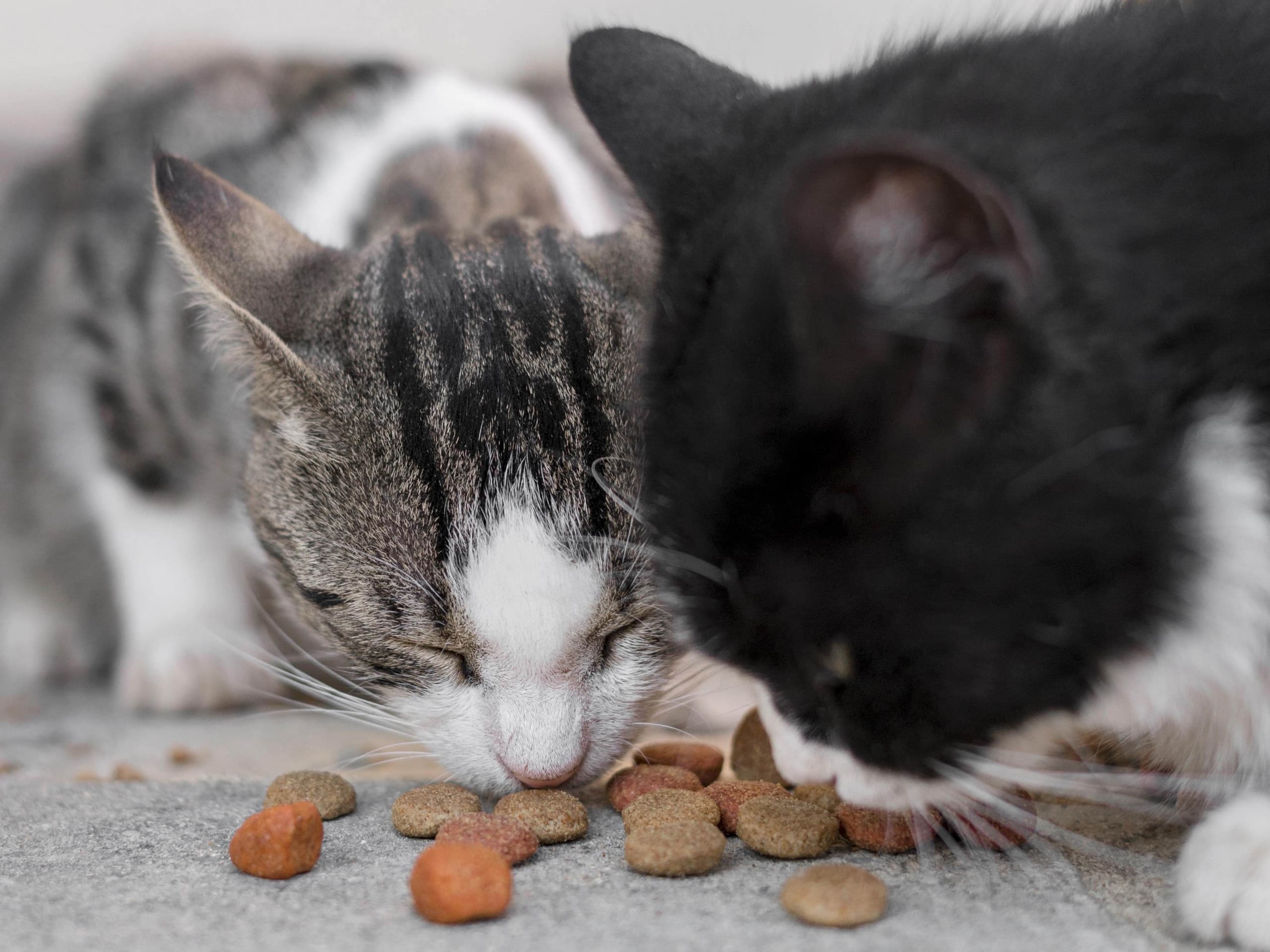 Two cats eating kibble - cats eat dog food body image