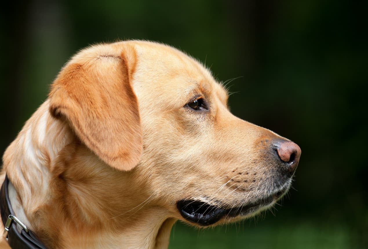 Dog looking unwell