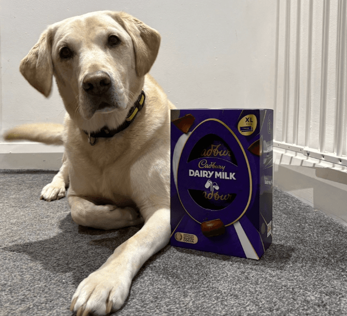 Dog Eats Seven Easter Eggs Highlighting the Dangers of… – hero