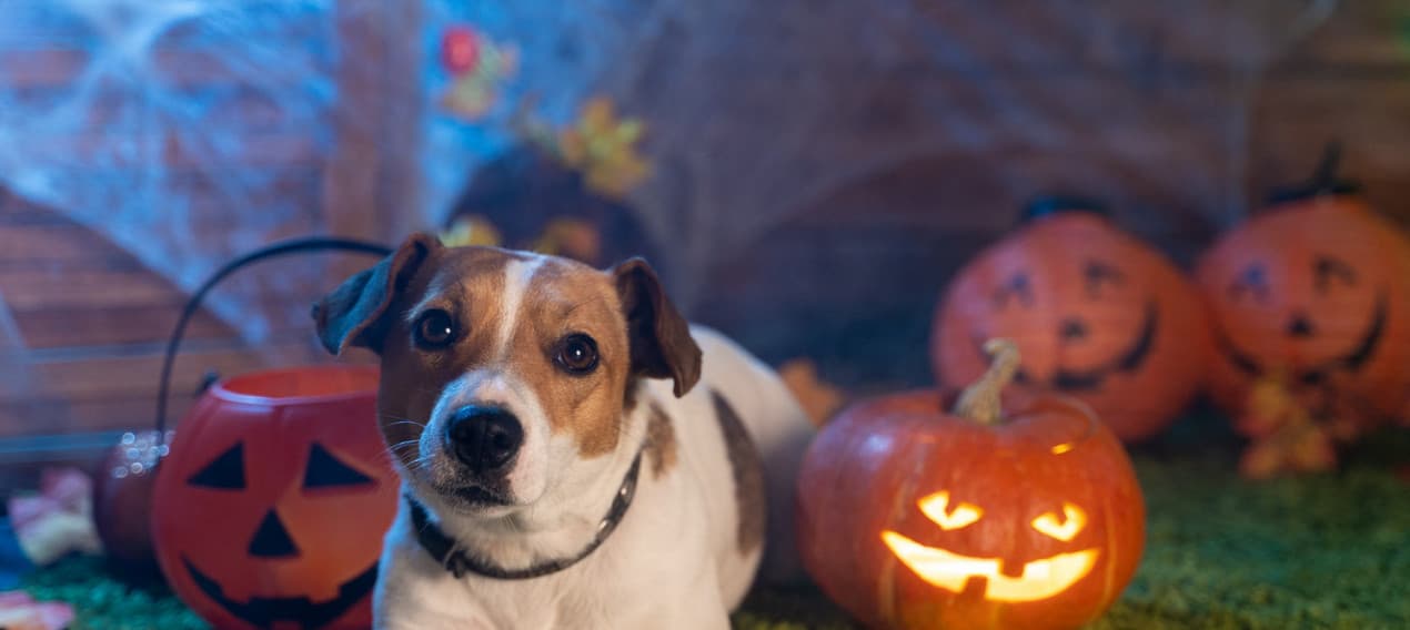 dogshalloween2-e1571415694475-1270x568