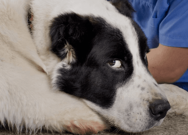 Dog being sick – hero