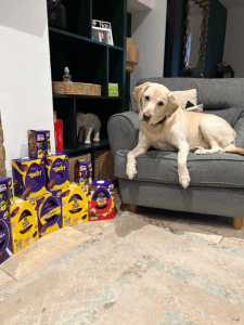 Dog Eats Seven Easter Eggs Highlighting the Dangers of… – body