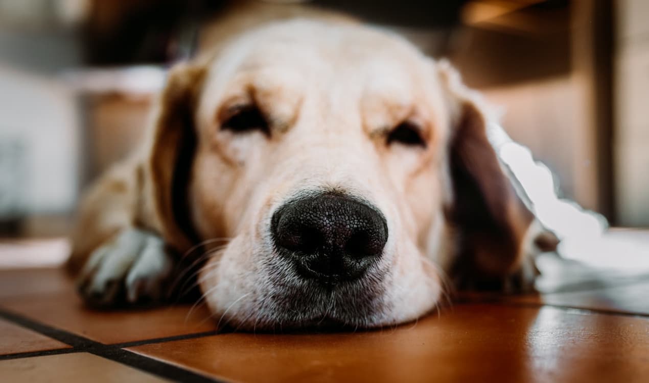 Dog incontinence hero