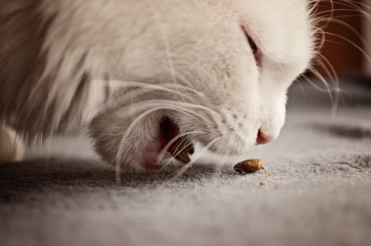 my-cat-keeps-being-sick