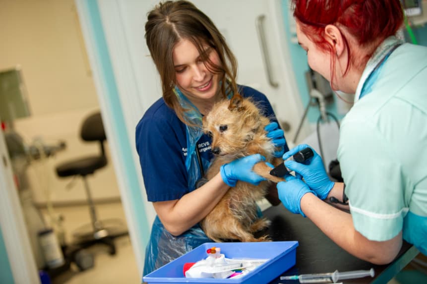 vet dog exam