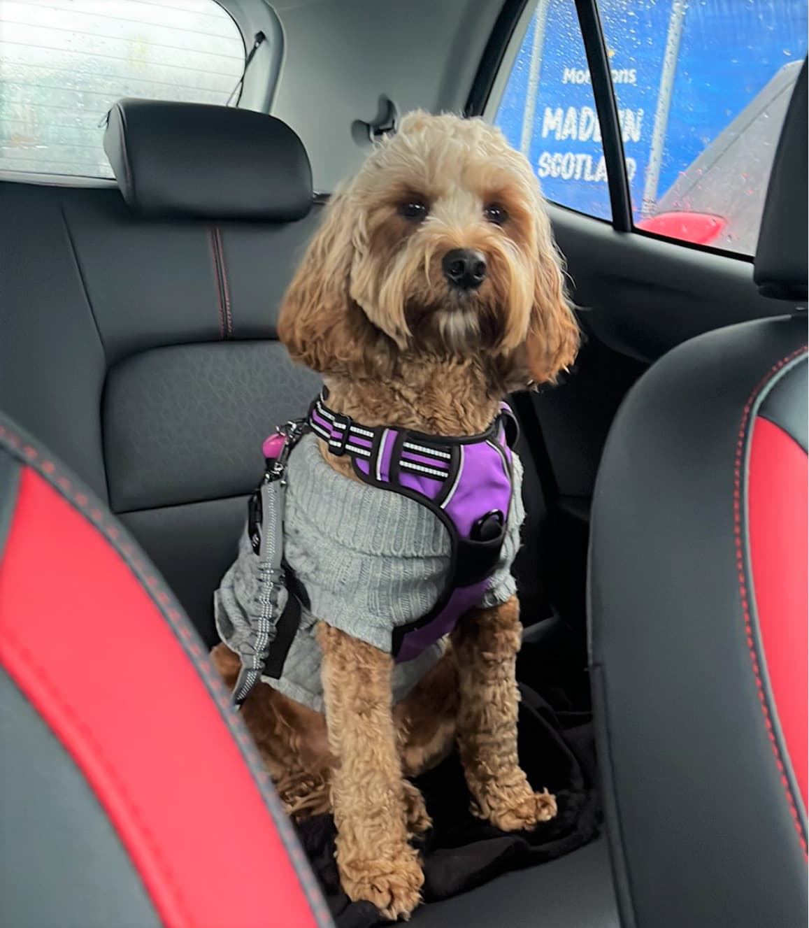 Why Daisy’s harness made all the difference in a… – body