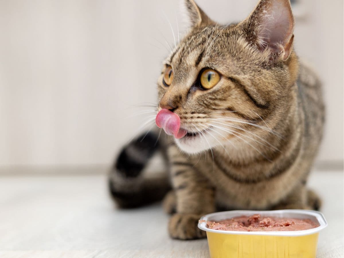 cat_food_bowl